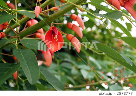 アメリカデイコ 2878777