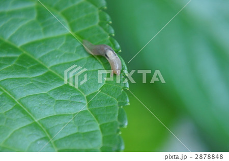 ナメクジ 2878848