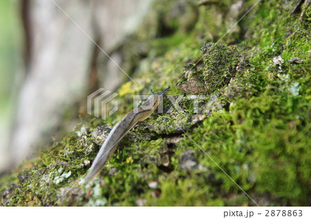 ナメクジ 2878863