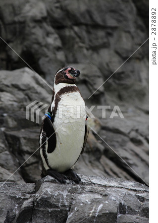 フンボルトペンギン フンボルトペンギン 2878892