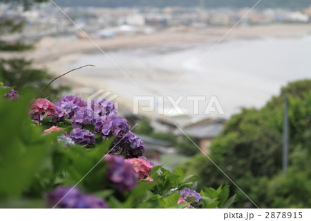 成就院　アジサイ　由比ガ浜 2878915