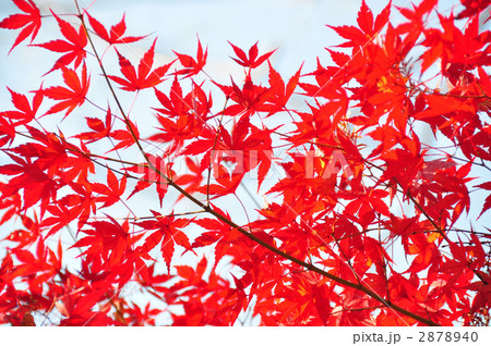 紅葉 紅葉 2878940