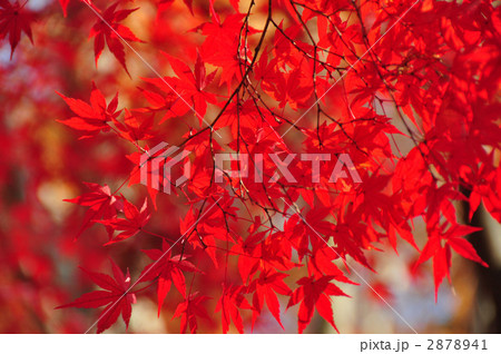 紅葉 2878941