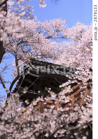 高遠城 問屋門の桜 高遠城 問屋門の桜 2879133