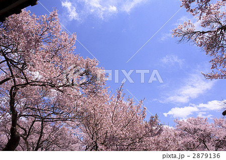高遠城 桜雲橋の桜 高遠城 桜雲橋の桜 2879136