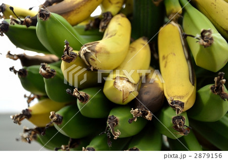 バナナの束 2879156