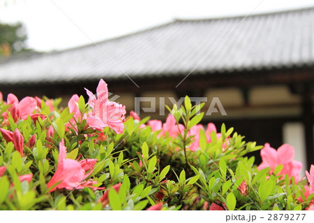 秋篠寺 秋篠寺 2879277