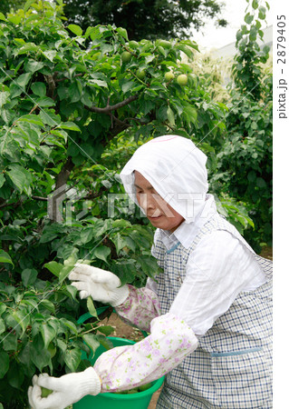 青梅を収穫する女性 青梅を収穫する女性 2879405
