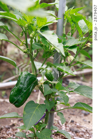 ピーマンの花と実 2879407