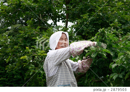 青梅を収穫するシニア女性 2879503