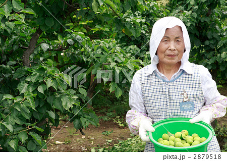 青梅を収穫するシニア女性 2879518
