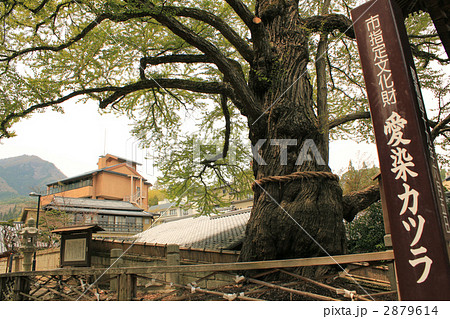 愛染カツラ 2879614