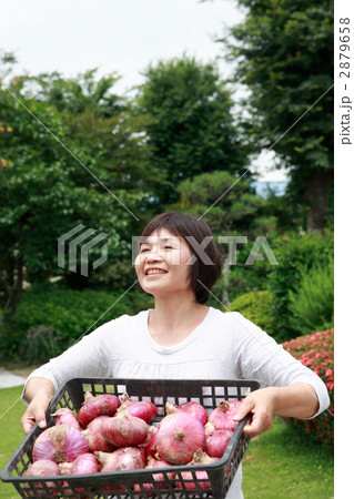収穫された赤タマネギを持つ女性 2879658
