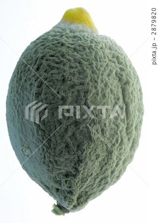 レモンに青カビ 2879820