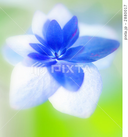 七段花 2880017