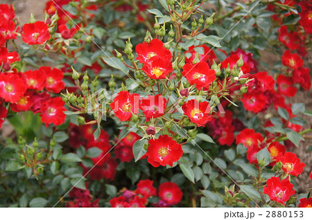 さかき千曲川バラ公園 2880153