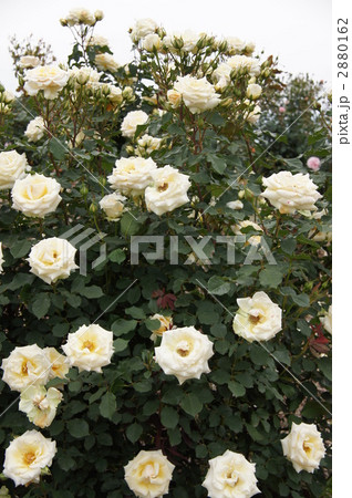 さかき千曲川バラ公園 2880162