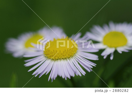 ヒメジオン 2880282