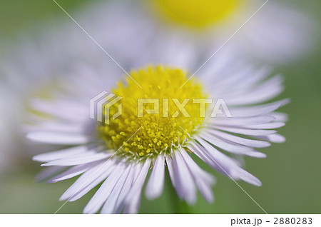 ヒメジオン ヒメジオン 2880283