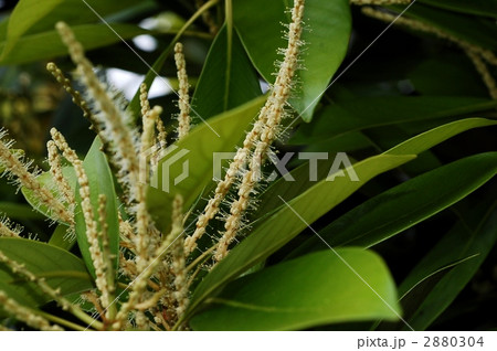 マテバシイ 2880304