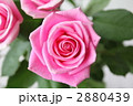 2880439