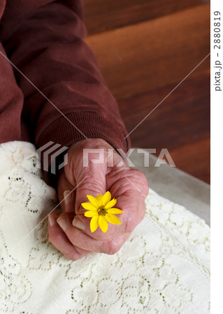 黄色い野の花を持ったシニアの手 2880819
