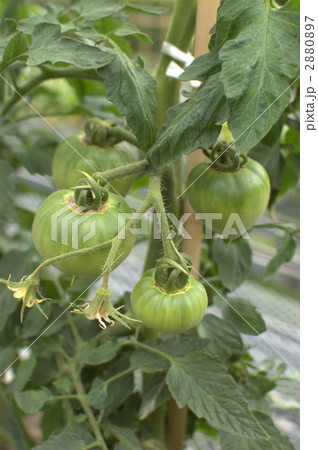 トマト 2880897