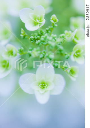 柏葉紫陽花 柏葉紫陽花 2880917