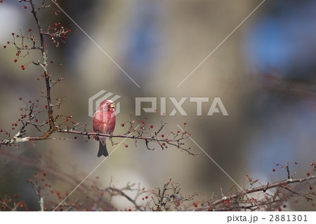 オオマシコ 2881301