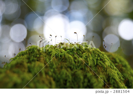 音符のような苔の芽 2881504