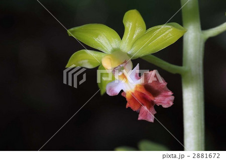 猿の顔よろしいサルメンエビネの花です。 2881672