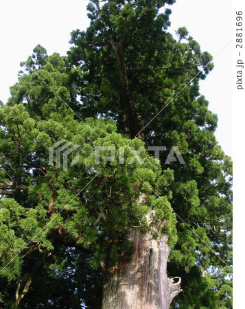 鴨川市清澄寺の千年杉 2881696