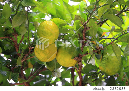 柚子 2882083