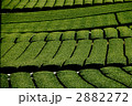 茶畑 2882272