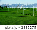 茶畑 2882275
