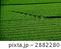 茶畑 2882280