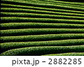 茶畑 2882285