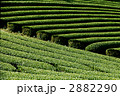 茶畑 2882290