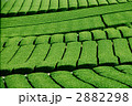 茶畑 2882298
