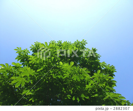 トチノキ 2882307