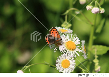 ヒメジョウオンの花にとまるベニシジミ 2882358