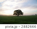 早朝のはるにれの木　 2882666