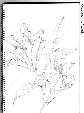 花の絵 百合の花 スケッチブックのイラスト素材