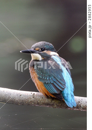 カワセミの幼鳥 2882955