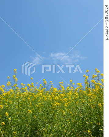 菜の花と青空 菜の花と青空 2883024