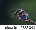 カワセミの毛繕い 2883048