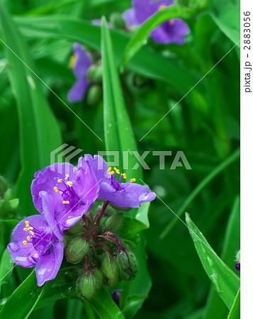 ムラサキツユクサのコピースペース 2883056