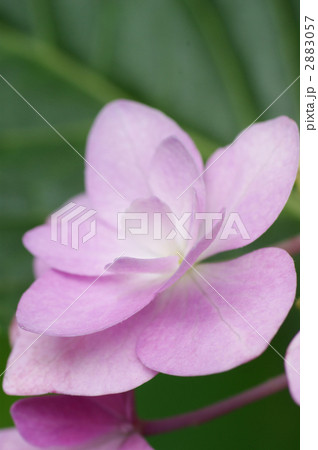 ガクアジサイ 2883057