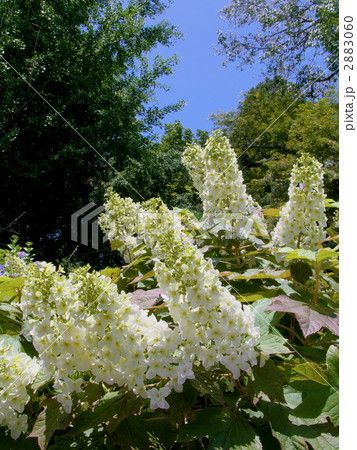 八重咲き柏葉紫陽花 (カシワバアジサイ) 2883060