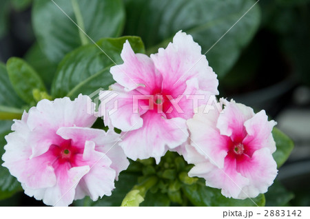 ビンカ・リトルトルネード 2883142